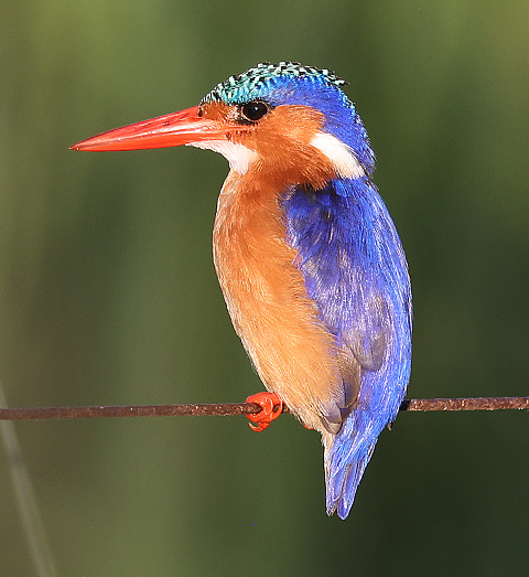 Malachite Kingfisher